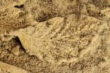 Plate Of Fossil Pine Branches & Leaves In Travertine - Austria #113063-5